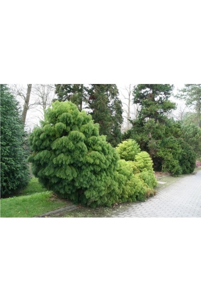 Криптомерія Елеганс Вірідіс у ландшафті